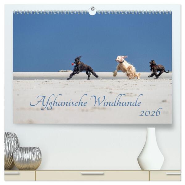 AFGHANISCHE WINDHUNDE 2026 (hochwertiger Premium Wandkalender 2026 DIN A2 quer) Kunstdruck in Hochglanz