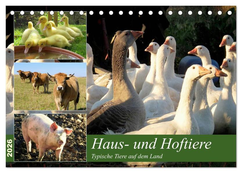 Haus- und Hoftiere (Tischkalender 2026 DIN A5 quer) CALVENDO Monatskalender
