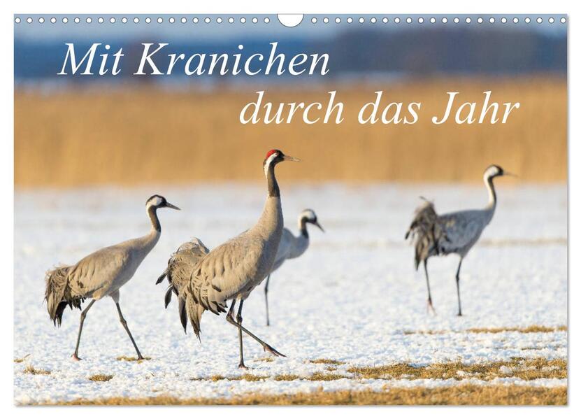 Mit Kranichen durch das Jahr (Wandkalender 2026 DIN A3 quer) CALVENDO Monatskalender