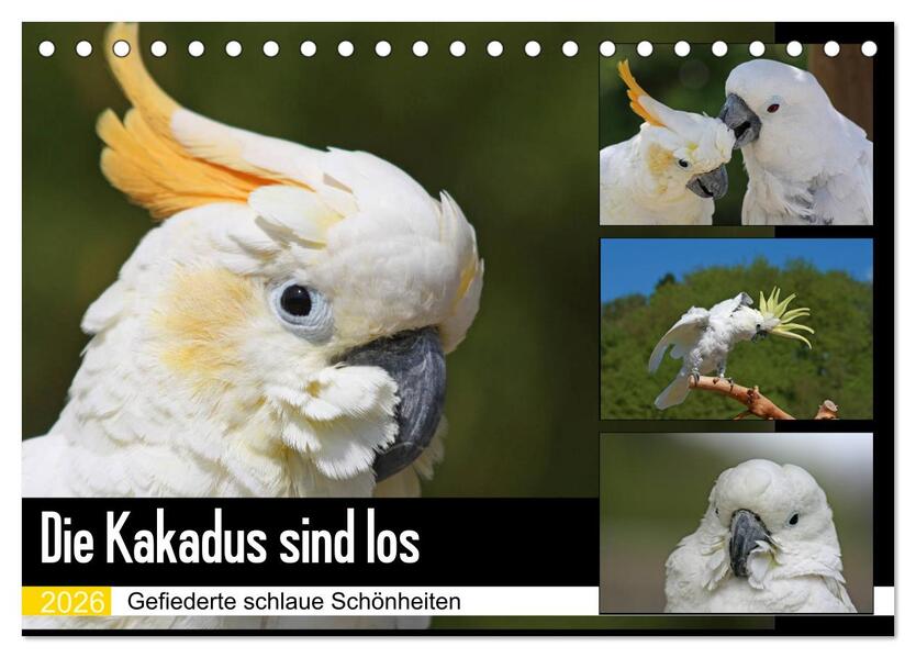 Die Kakadus sind los (Tischkalender 2026 DIN A5 quer) CALVENDO Monatskalender