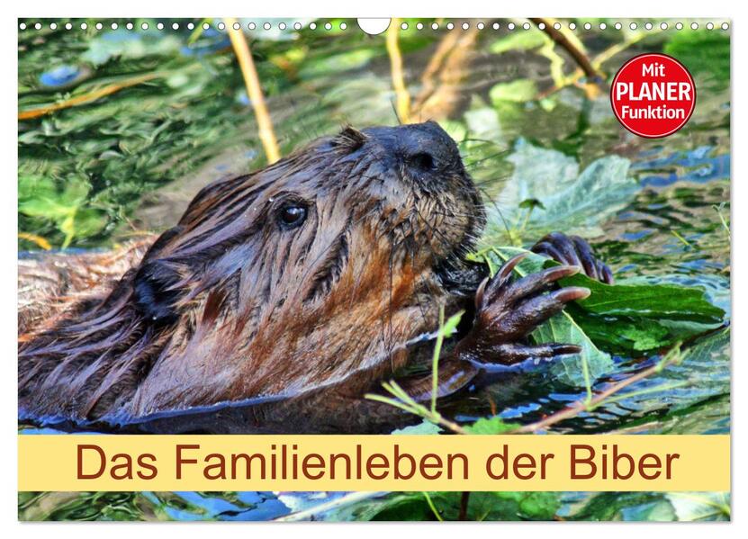 Das Familienleben der Biber (Wandkalender 2026 DIN A3 quer) CALVENDO Monatskalender