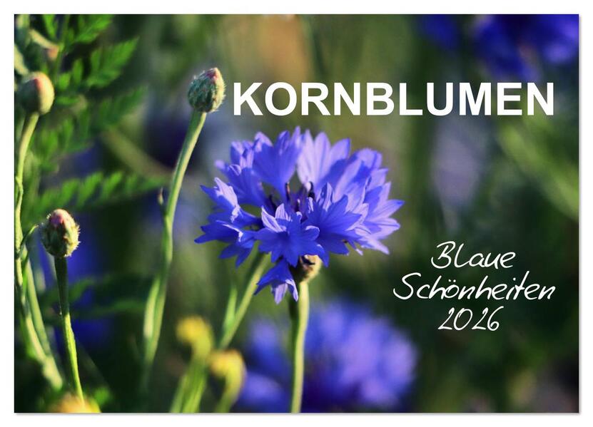 Kornblumen - Blaue Schönheiten (Wandkalender 2026 DIN A2 quer) CALVENDO Monatskalender