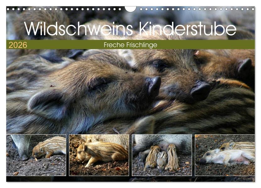 Wildschweins Kinderstube - Freche Frischlinge (Wandkalender 2026 DIN A3 quer) CALVENDO Monatskalender
