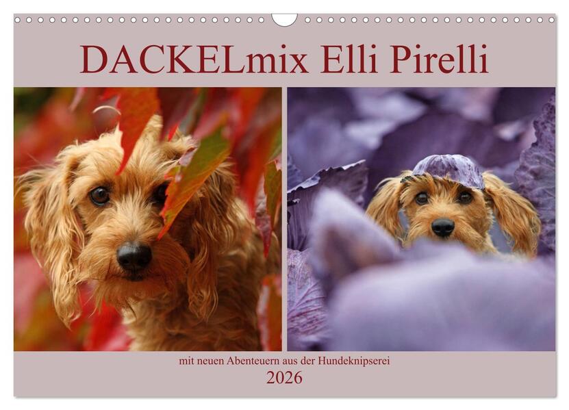 DACKELmix Elli Pirelli (Wandkalender 2026 DIN A3 quer) CALVENDO Monatskalender