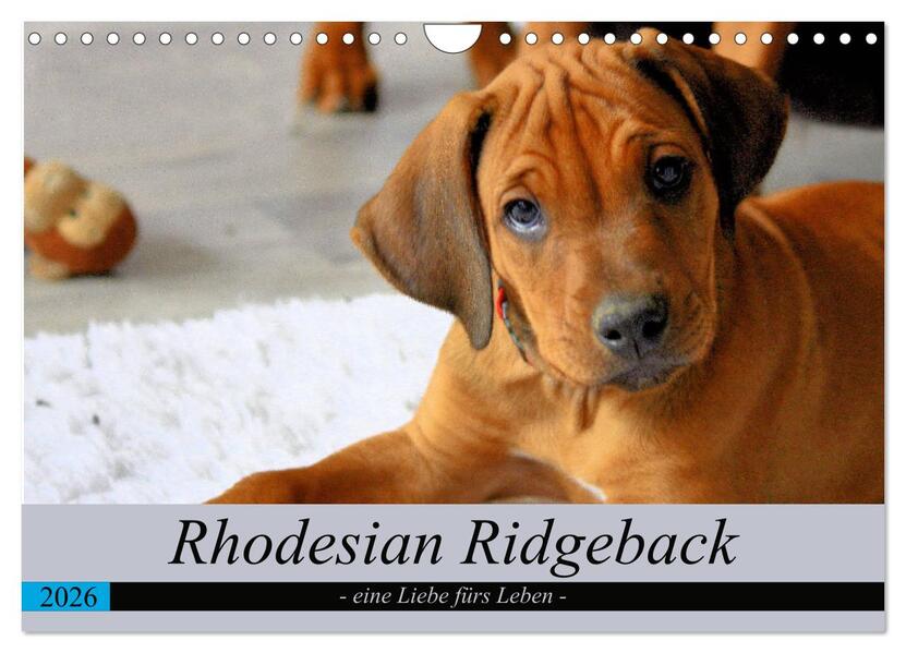 Rhodesian Ridgeback - eine Liebe fürs Leben (Wandkalender 2026 DIN A4 quer) CALVENDO Monatskalender