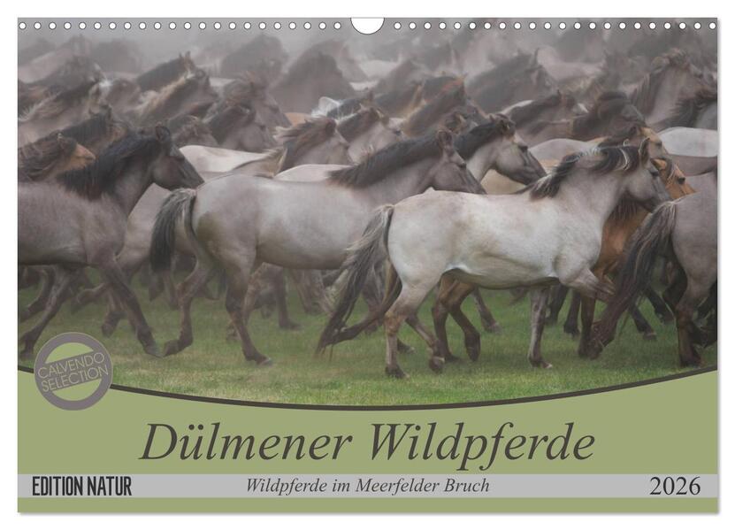 Dülmener Wildpferde - Wildpferde im Meerfelder Bruch (Wandkalender 2026 DIN A3 quer) CALVENDO Monatskalender