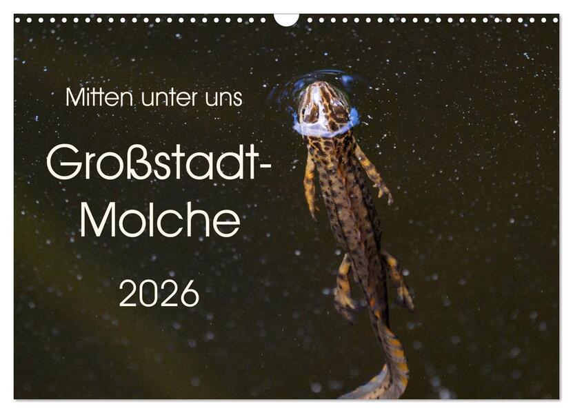 Mitten unter uns - Großstadt-Molche (Wandkalender 2026 DIN A3 quer) CALVENDO Monatskalender