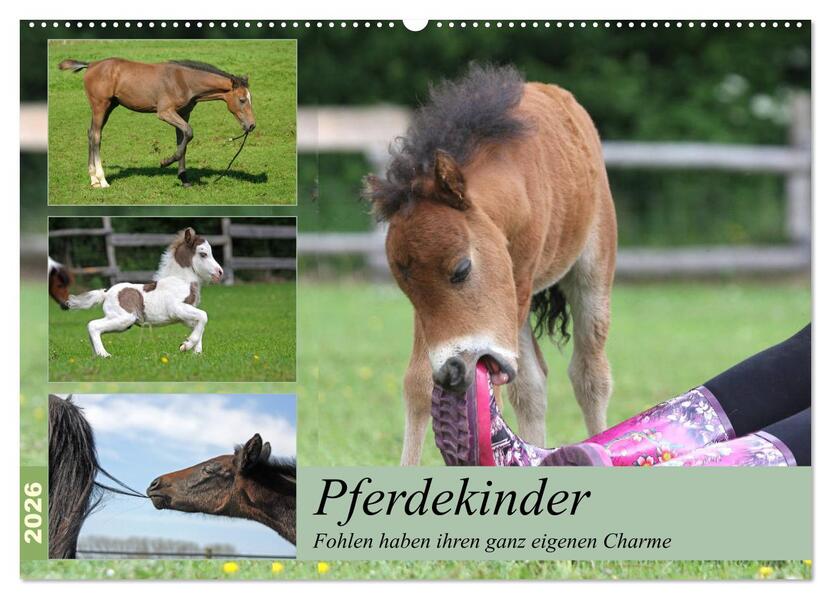 Pferdekinder - Fohlen haben ihren ganz eigenen Charme (Wandkalender 2026 DIN A2 quer) CALVENDO Monatskalender