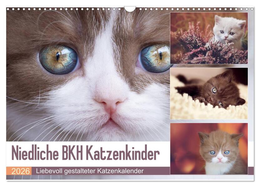 Niedliche BKH Katzenkinder (Wandkalender 2026 DIN A3 quer) CALVENDO Monatskalender