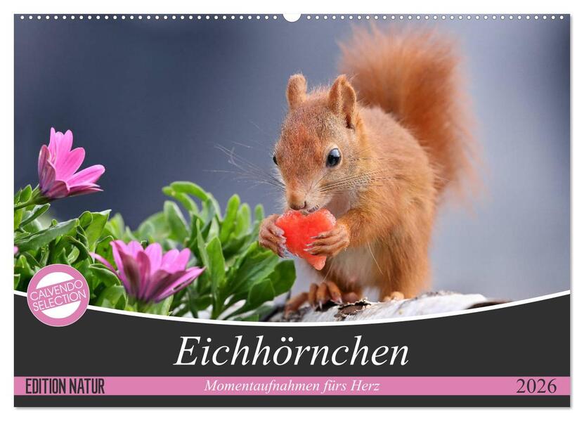 Eichhörnchen Momentaufnahmen fürs Herz (Wandkalender 2026 DIN A2 quer) CALVENDO Monatskalender