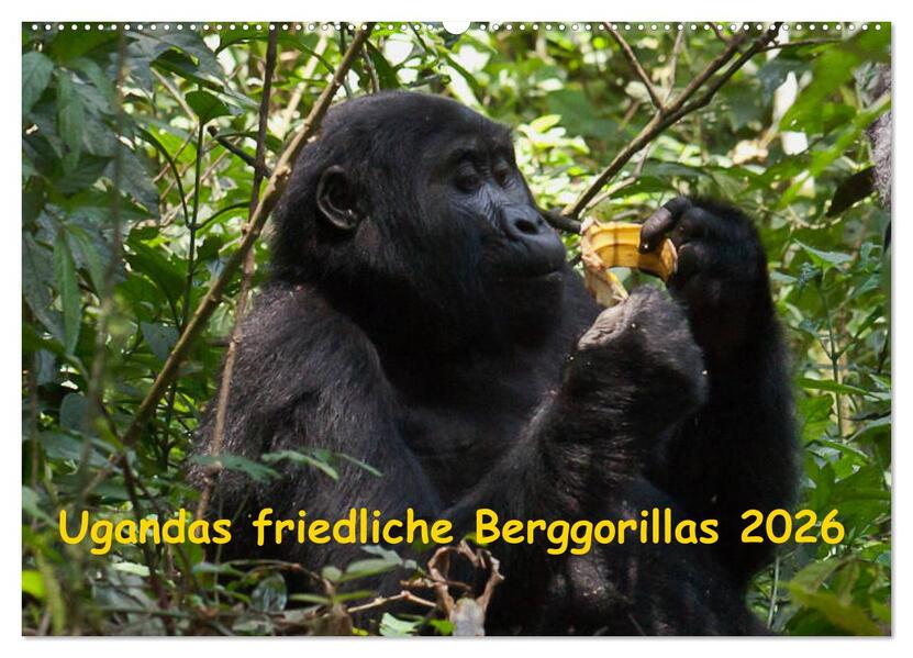 Ugandas friedliche Berggorillas (Wandkalender 2026 DIN A2 quer) CALVENDO Monatskalender