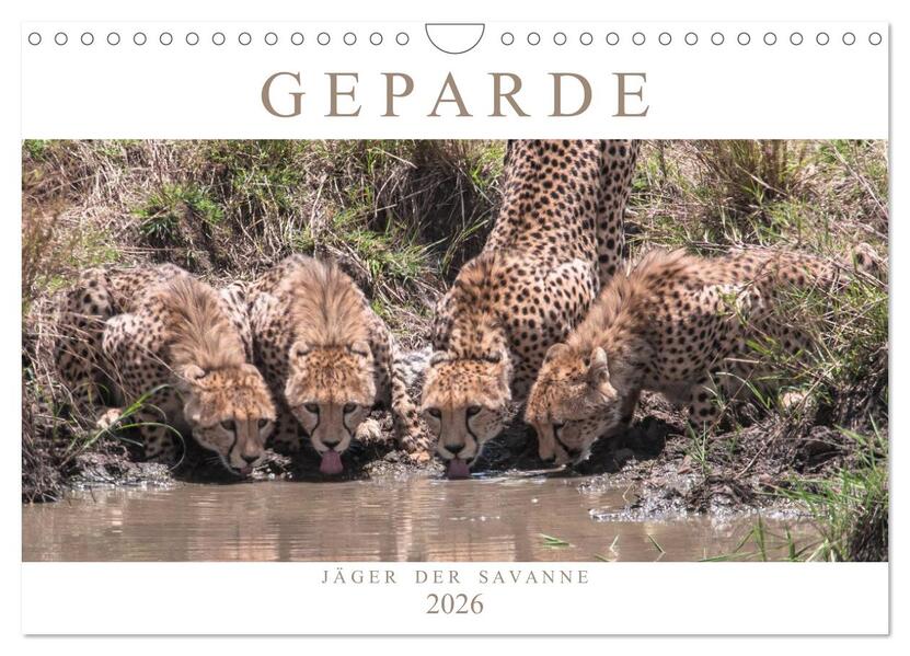 Geparde - Jäger der Savanne (Wandkalender 2026 DIN A4 quer) CALVENDO Monatskalender