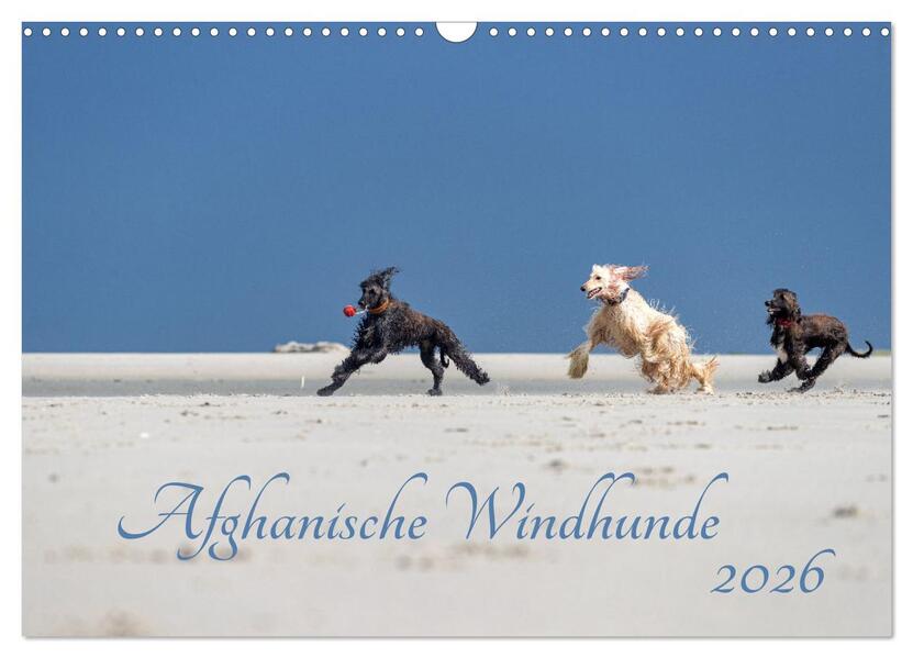 AFGHANISCHE WINDHUNDE 2026 (Wandkalender 2026 DIN A3 quer) CALVENDO Monatskalender