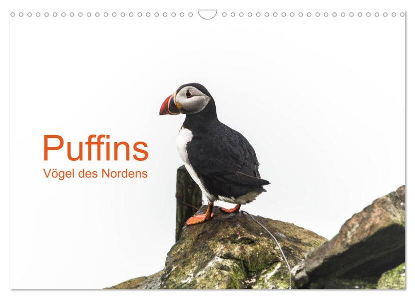Puffins - Vögel des Nordens (Wandkalender 2026 DIN A3 quer) CALVENDO Monatskalender