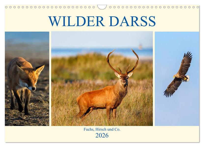 Wilder Darß - Fuchs Hirsch und Co. 2026 (Wandkalender 2026 DIN A3 quer) CALVENDO Monatskalender