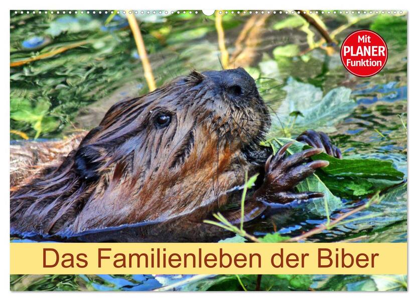 Das Familienleben der Biber (Wandkalender 2026 DIN A2 quer) CALVENDO Monatskalender