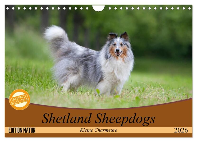 Shetland Sheepdogs - Kleine Charmeure (Wandkalender 2026 DIN A4 quer) CALVENDO Monatskalender