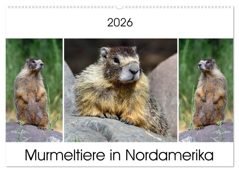 Murmeltiere in Nordamerika (Wandkalender 2026 DIN A2 quer) CALVENDO Monatskalender