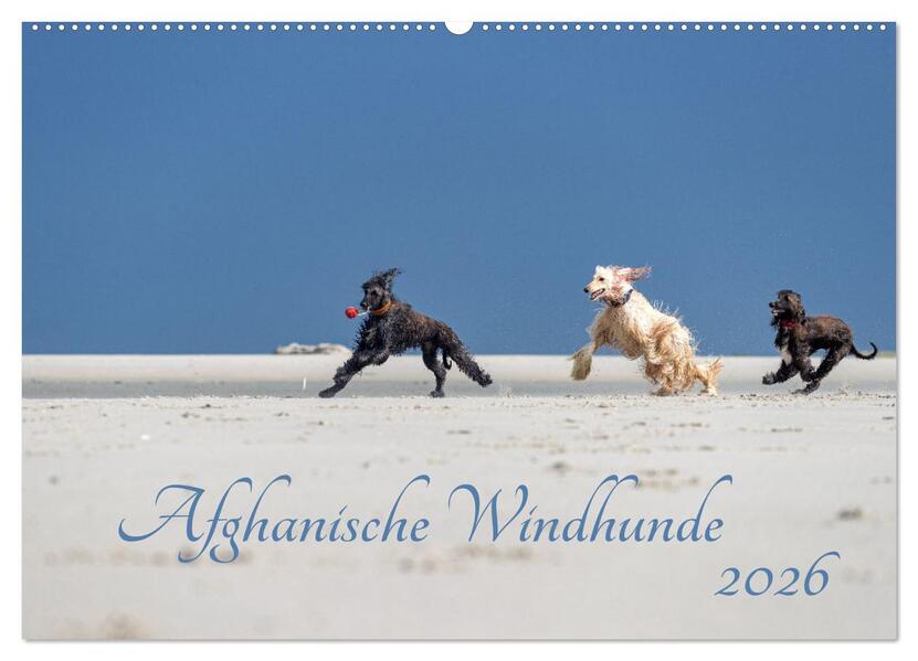 AFGHANISCHE WINDHUNDE 2026 (Wandkalender 2026 DIN A2 quer) CALVENDO Monatskalender