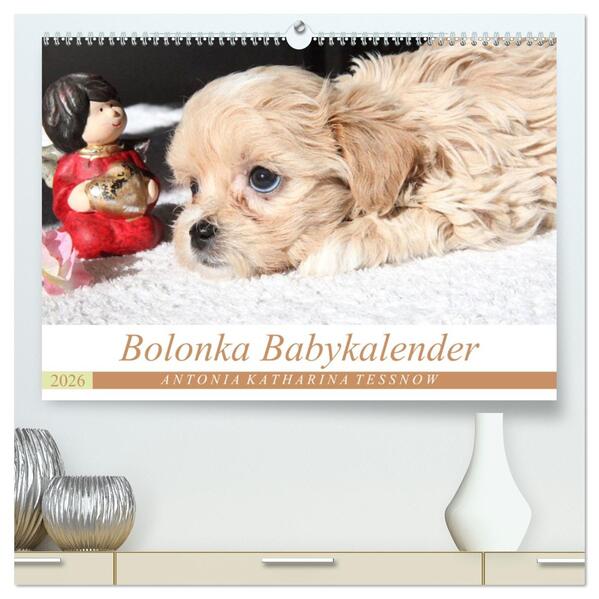 Bolonka Babykalender 2026 (hochwertiger Premium Wandkalender 2026 DIN A2 quer) Kunstdruck in Hochglanz