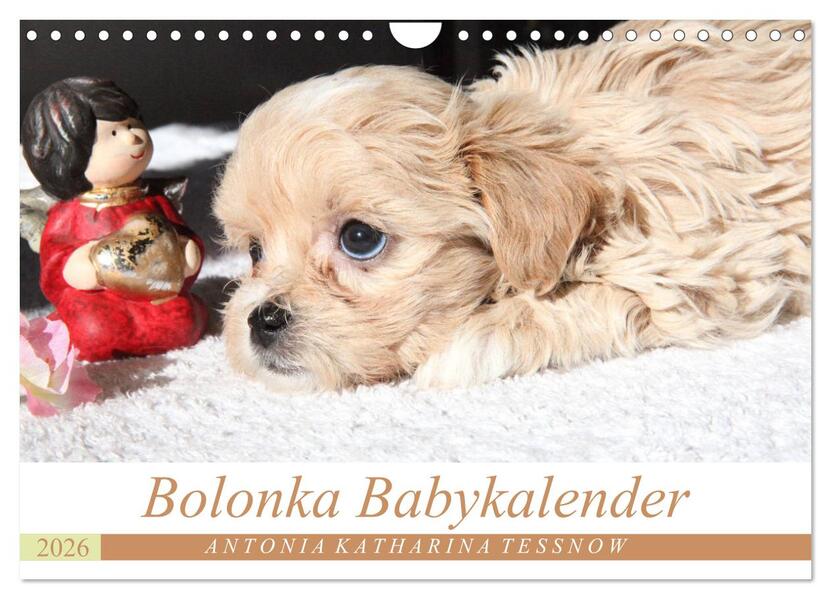 Bolonka Babykalender 2026 (Wandkalender 2026 DIN A4 quer) CALVENDO Monatskalender