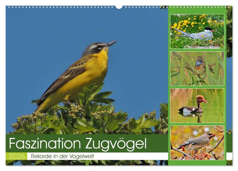 Faszination Zugvögel - Rekorde in der Vogelwelt (Wandkalender 2026 DIN A2 quer) CALVENDO Monatskalender