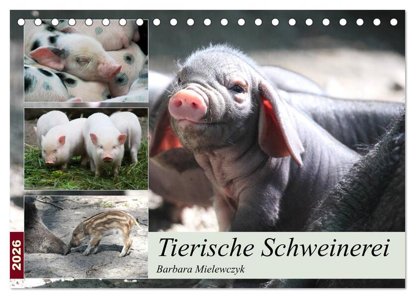 Tierische Schweinerei (Tischkalender 2026 DIN A5 quer) CALVENDO Monatskalender