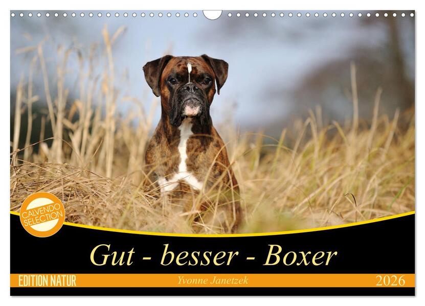 Gut - besser - Boxer (Wandkalender 2026 DIN A3 quer) CALVENDO Monatskalender