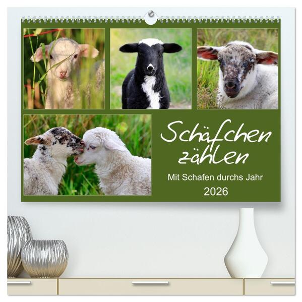 Schäfchen zählen - Mit Schafen durchs Jahr (hochwertiger Premium Wandkalender 2026 DIN A2 quer) Kunstdruck in Hochglanz