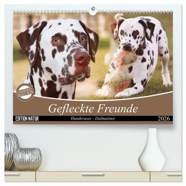 Gefleckte Freunde - Hunderasse Dalmatiner (hochwertiger Premium Wandkalender 2026 DIN A2 quer) Kunstdruck in Hochglanz