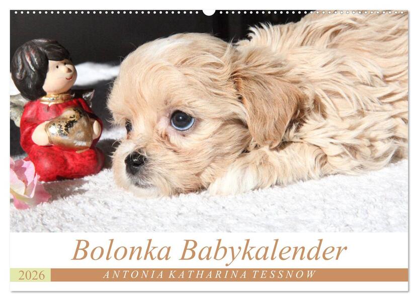 Bolonka Babykalender 2026 (Wandkalender 2026 DIN A2 quer) CALVENDO Monatskalender