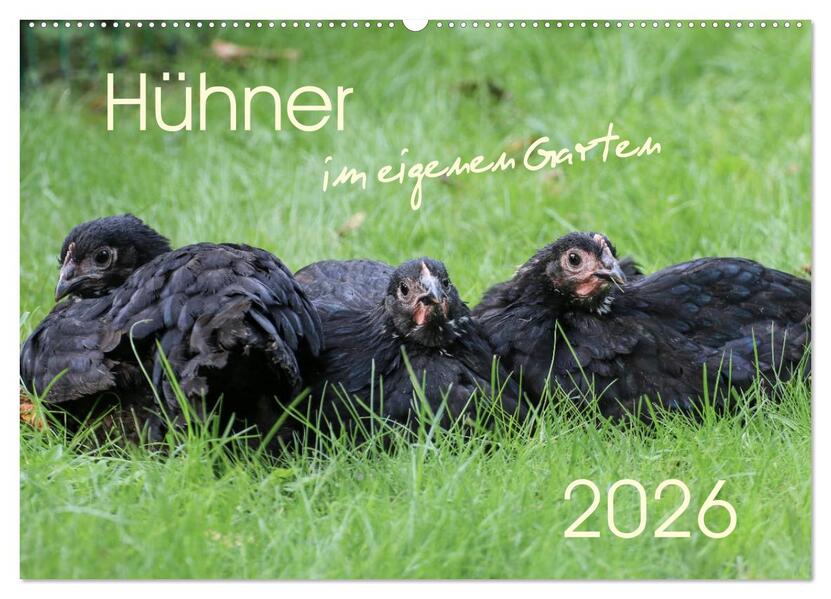 Hühner im eigenen Garten (Wandkalender 2026 DIN A2 quer) CALVENDO Monatskalender