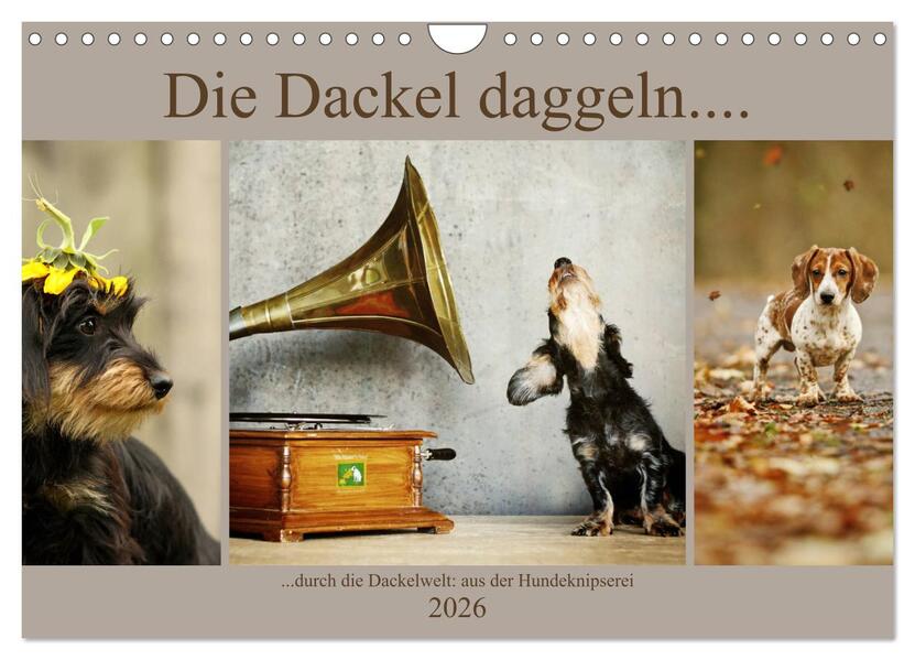 Die Dackel daggeln.... (Wandkalender 2026 DIN A4 quer) CALVENDO Monatskalender