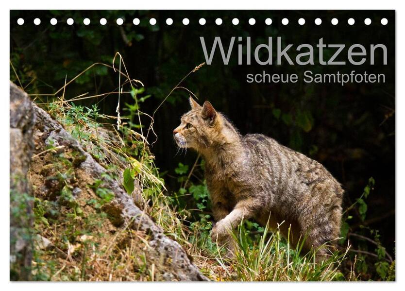 Wildkatzen - scheue Samtpfoten (Tischkalender 2026 DIN A5 quer) CALVENDO Monatskalender