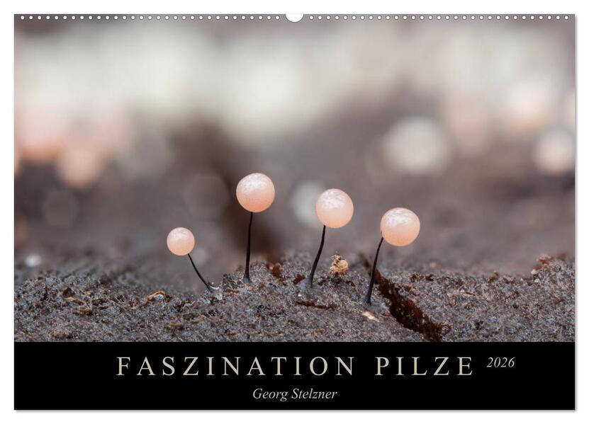 FASZINATION PILZE 2026 (Wandkalender 2026 DIN A2 quer) CALVENDO Monatskalender
