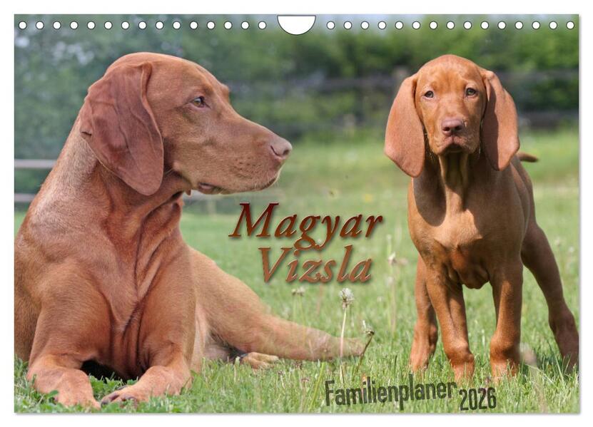 Familienplaner - Magyar Vizsla (Wandkalender 2026 DIN A4 quer) CALVENDO Monatskalender