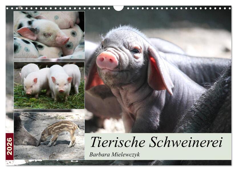 Tierische Schweinerei (Wandkalender 2026 DIN A3 quer) CALVENDO Monatskalender