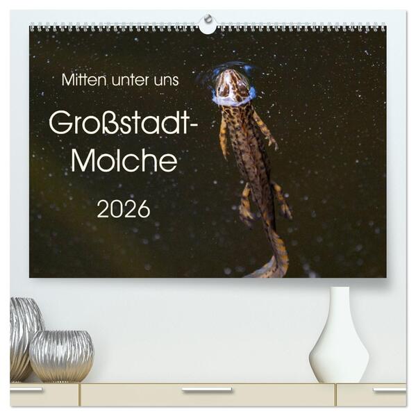 Mitten unter uns - Großstadt-Molche (hochwertiger Premium Wandkalender 2026 DIN A2 quer) Kunstdruck in Hochglanz