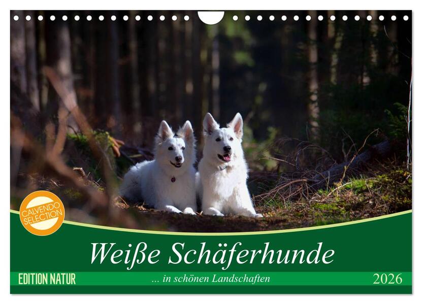Weiße Schäferhunde in schönen Landschaften (Wandkalender 2026 DIN A4 quer) CALVENDO Monatskalender