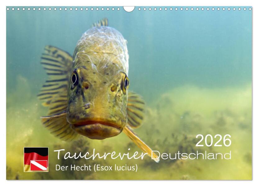 Tauchrevier Deutschland - Der Hecht (Esox lucius) (Wandkalender 2026 DIN A3 quer) CALVENDO Monatskalender