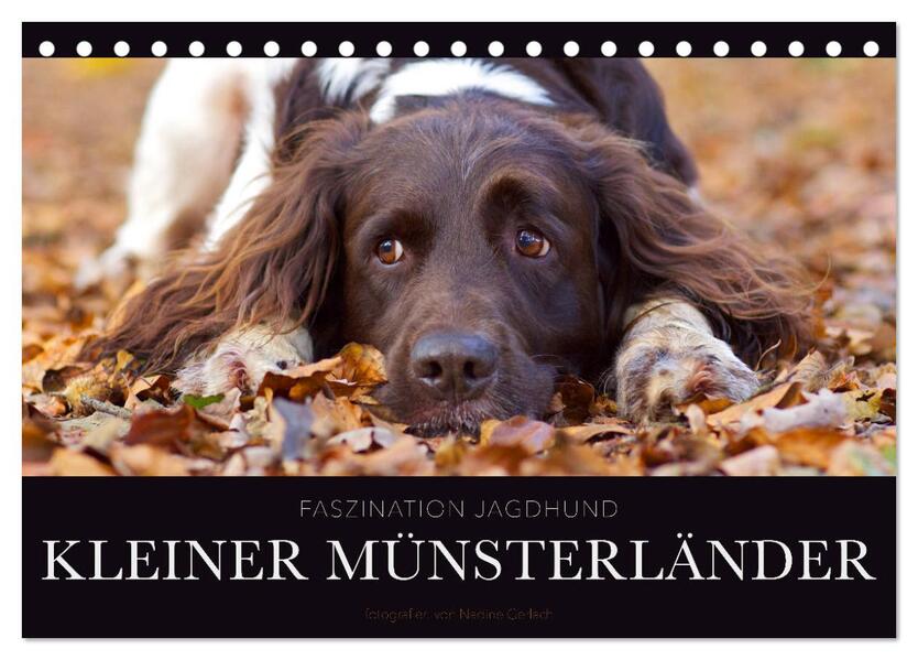 Faszination Jagdhund - Kleiner Münsterländer (Tischkalender 2026 DIN A5 quer) CALVENDO Monatskalender
