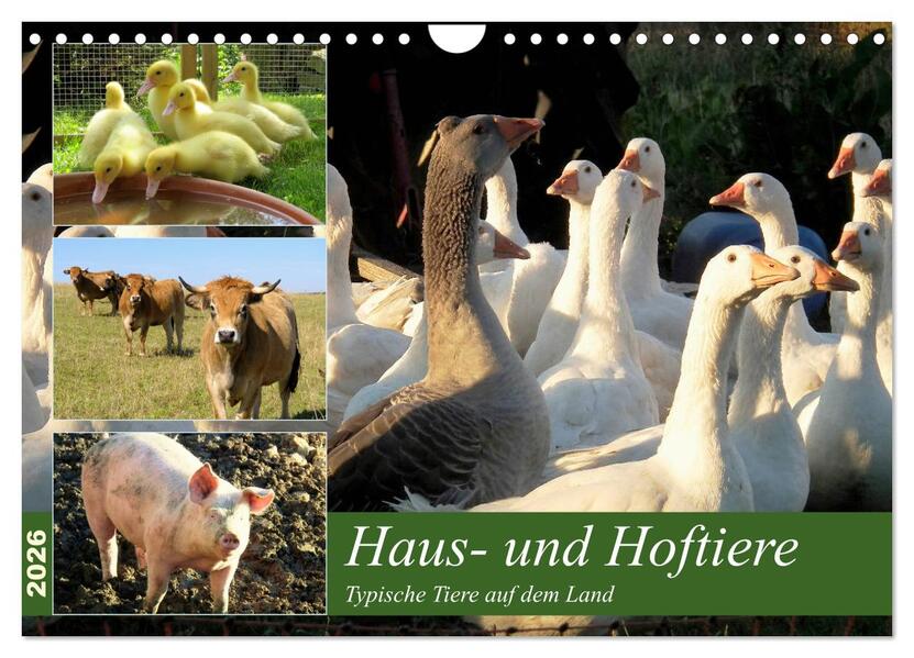 Haus- und Hoftiere (Wandkalender 2026 DIN A4 quer) CALVENDO Monatskalender