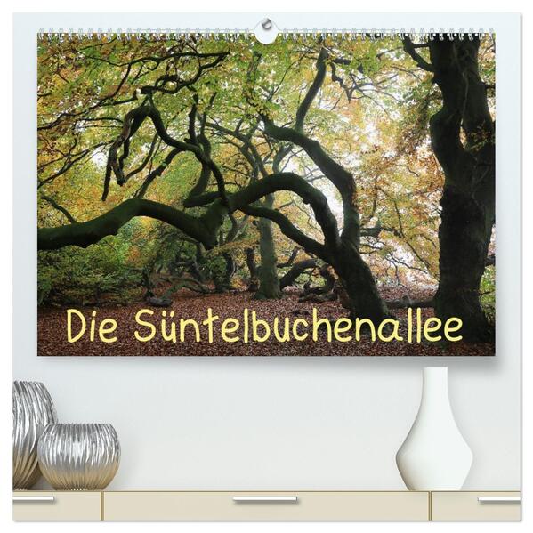 Die Süntelbuchenallee (hochwertiger Premium Wandkalender 2026 DIN A2 quer) Kunstdruck in Hochglanz