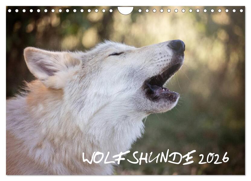 Wolfshunde 2026 (Wandkalender 2026 DIN A4 quer) CALVENDO Monatskalender