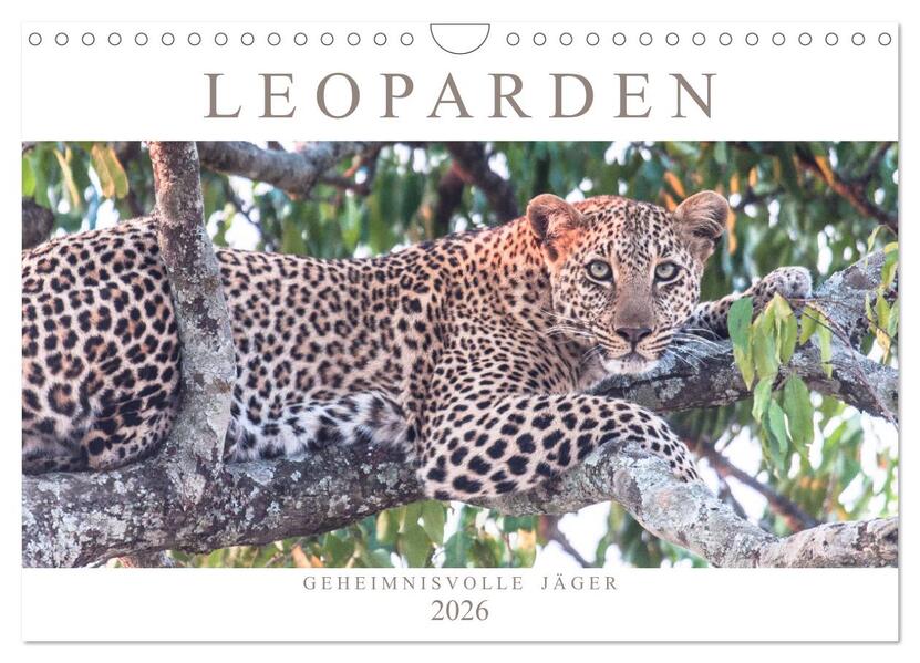 Leoparden - Geheimnisvolle Jäger (Wandkalender 2026 DIN A4 quer) CALVENDO Monatskalender