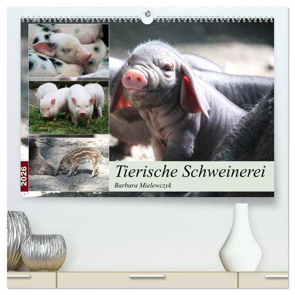 Tierische Schweinerei (hochwertiger Premium Wandkalender 2026 DIN A2 quer) Kunstdruck in Hochglanz