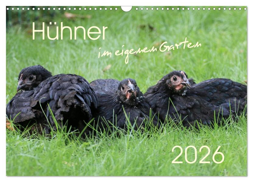 Hühner im eigenen Garten (Wandkalender 2026 DIN A3 quer) CALVENDO Monatskalender