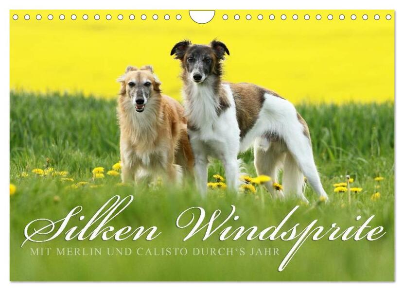 Silken Windsprite - Mit Merlin und Calisto durchs Jahr 2026 (Wandkalender 2026 DIN A4 quer) CALVENDO Monatskalender