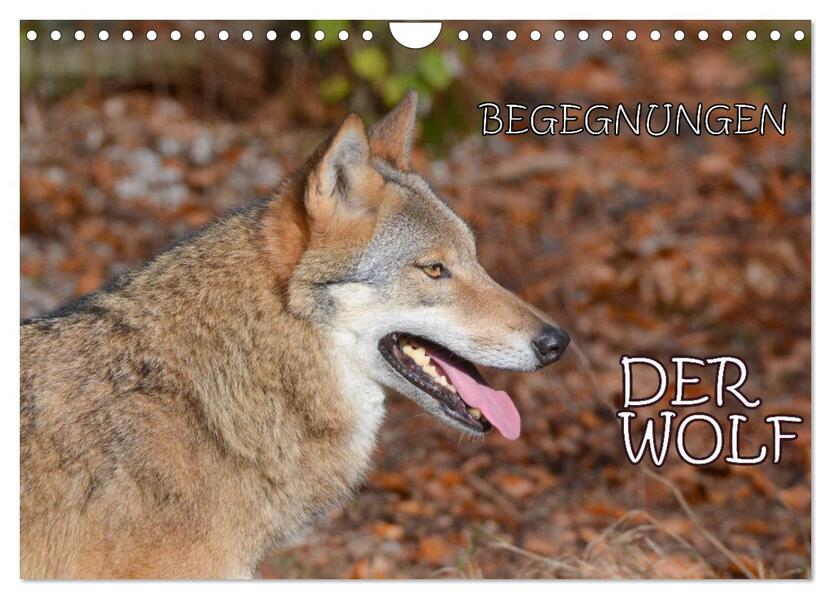 Begegnungen DER WOLF (Wandkalender 2026 DIN A4 quer) CALVENDO Monatskalender