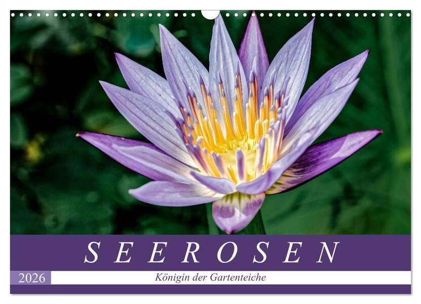 Seerosen - Königin der Gartenteiche (Wandkalender 2026 DIN A3 quer) CALVENDO Monatskalender